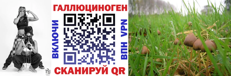 Галлюциногенные грибы Psilocybe  Чадан 